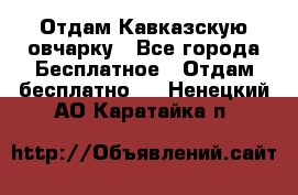 Отдам Кавказскую овчарку - Все города Бесплатное » Отдам бесплатно   . Ненецкий АО,Каратайка п.